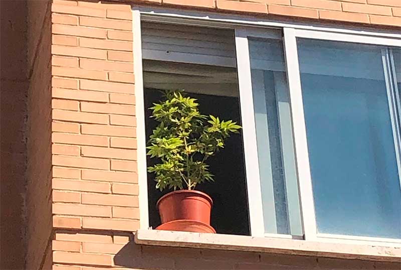 puedo-denunciar-a-mi-vecino-por-tener-plantas-de-marihuanas
